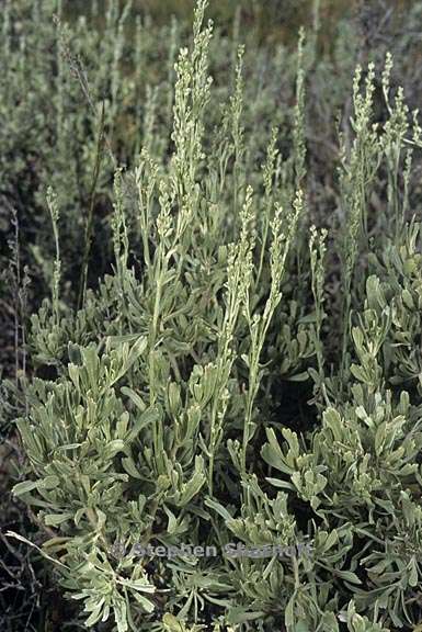 artemisia tridentata 1 graphic